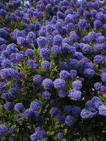 The Purple and Blue Border