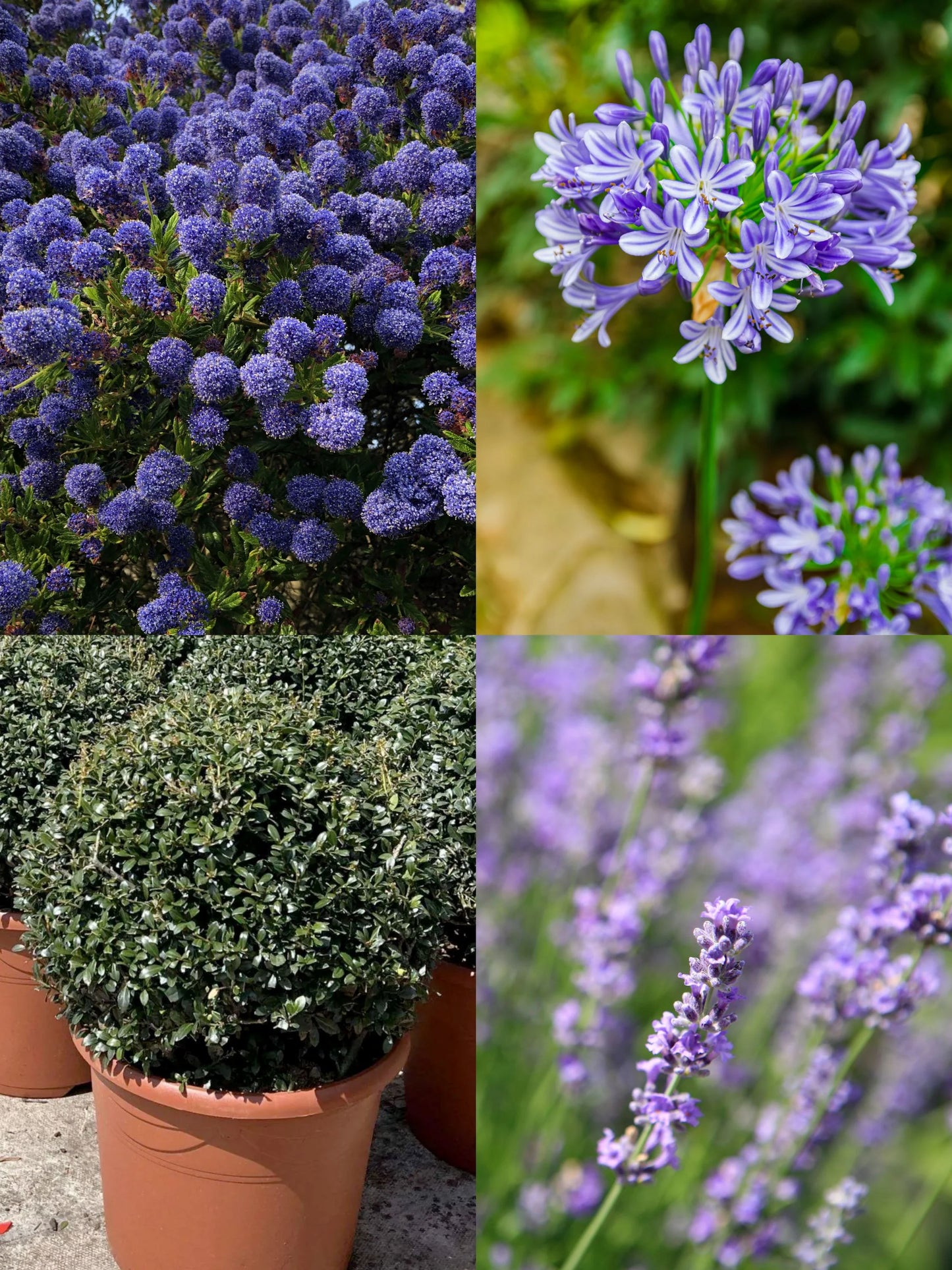 The Purple and Blue Border