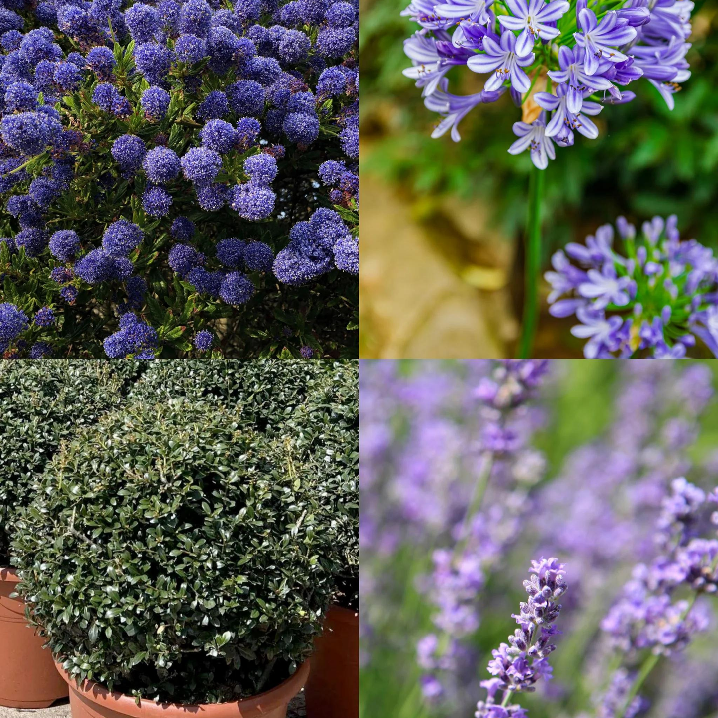 Bundle: Japanese Privet Pleached Tree and Purple and Blue Border