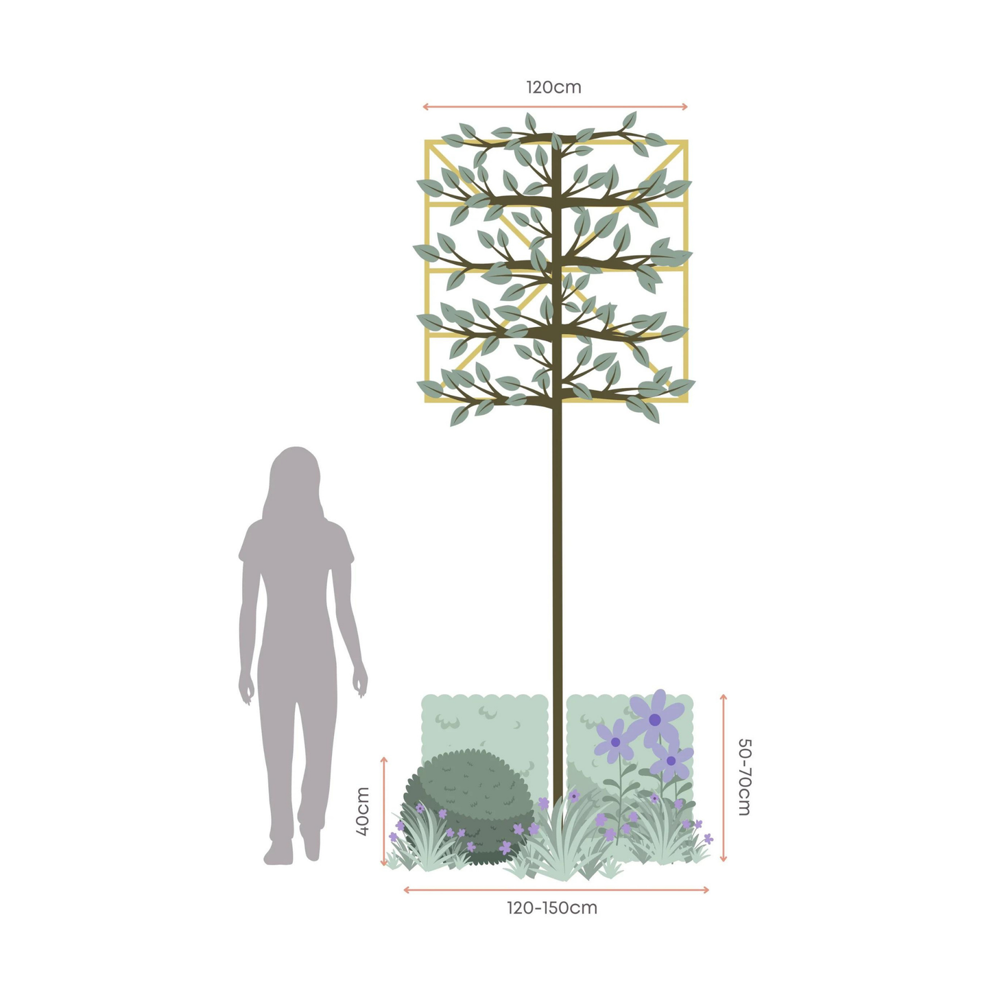 Bundle: Hornbeam Pleached Tree and Purple and Blue Border