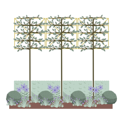 Bundle: Hornbeam Pleached Tree and Purple and Blue Border