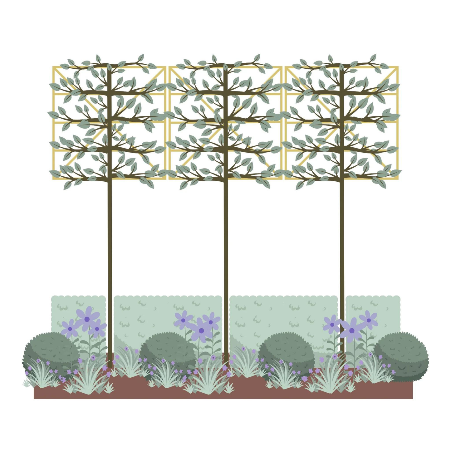 Bundle: Japanese Privet Pleached Tree and Purple and Blue Border