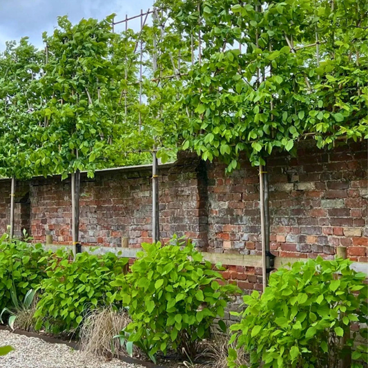 Hornbeam Pleached Tree (Carpinus Betulus)