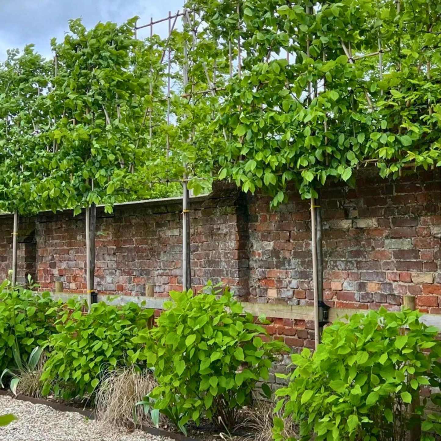 Bundle: Hornbeam Pleached Trees and White Border