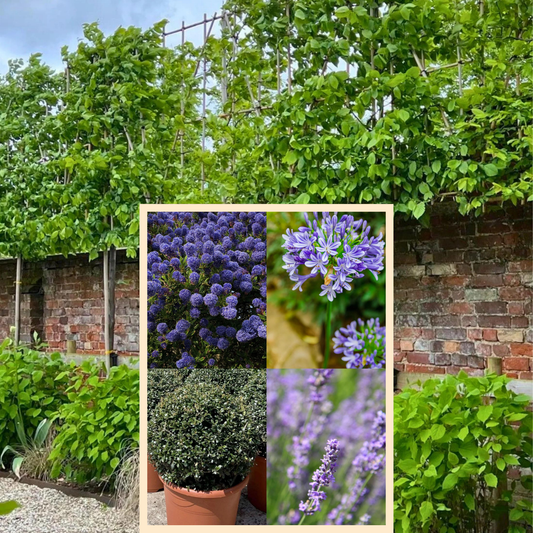 Bundle: Hornbeam Pleached Tree and Purple and Blue Border