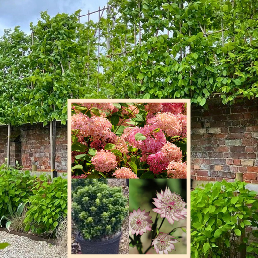 Bundle: Hornbeam Pleached Tree and Pink Border