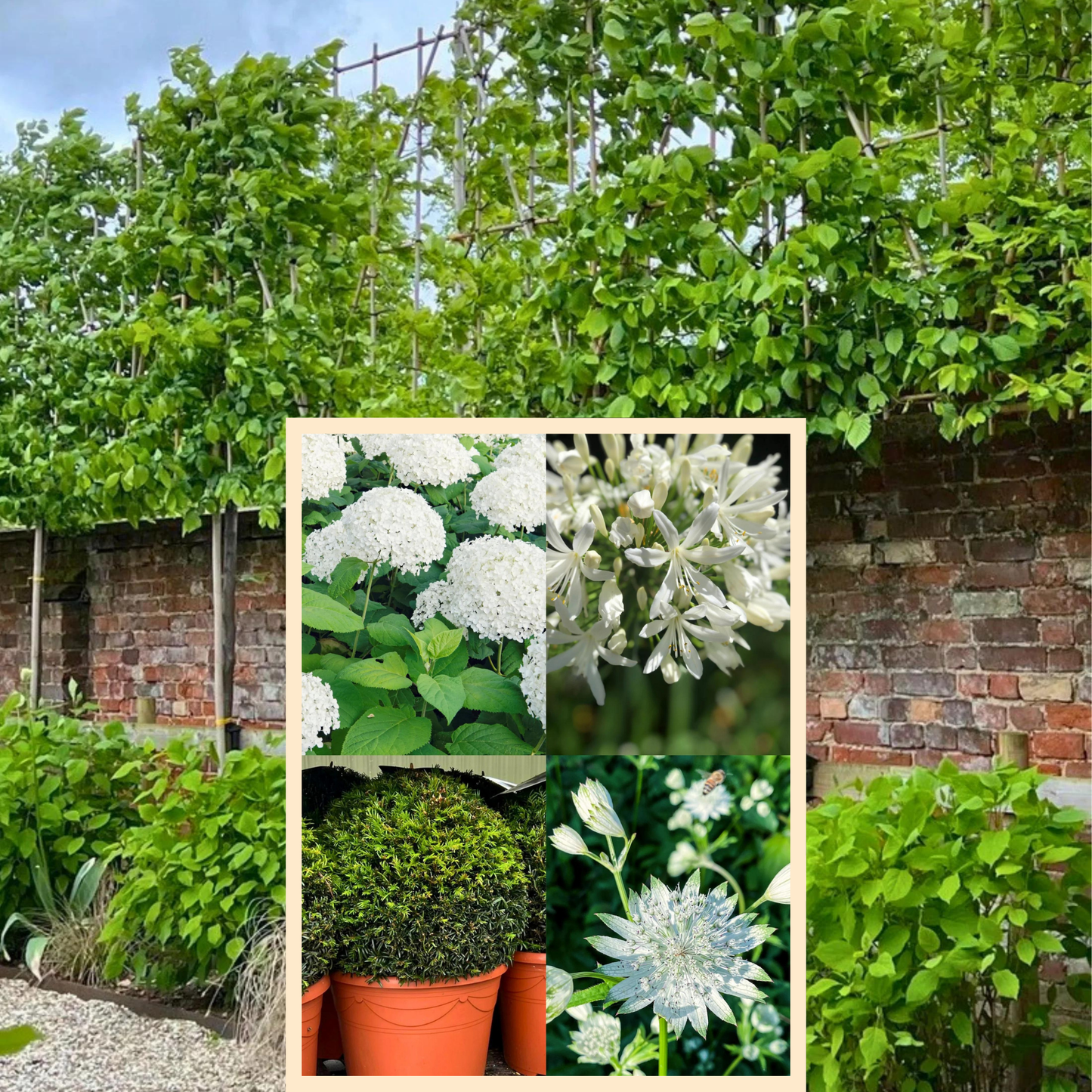 Bundle: Hornbeam Pleached Trees and White Border