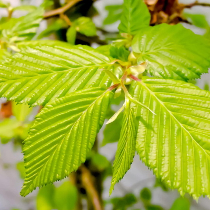 Bundle: Hornbeam Pleached Tree and Purple and Blue Border