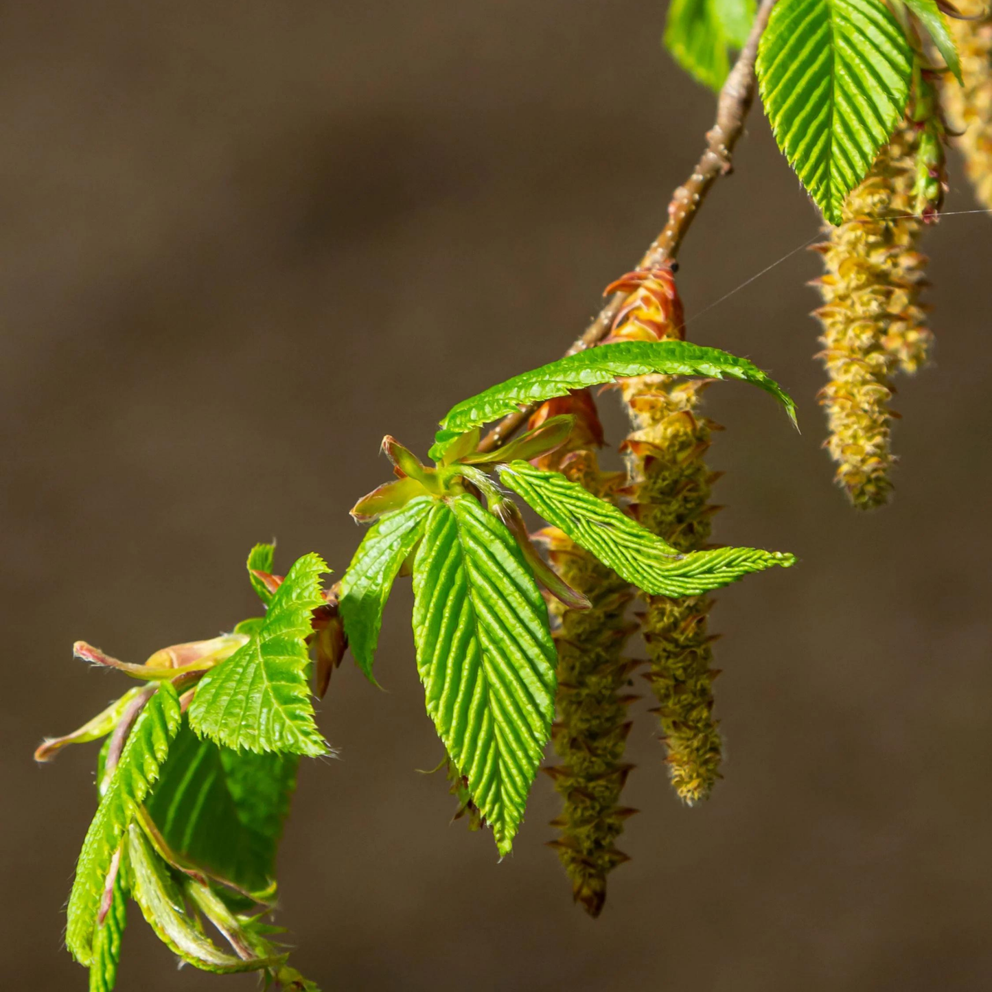 Bundle: Hornbeam Pleached Tree and Pet-Friendly Border