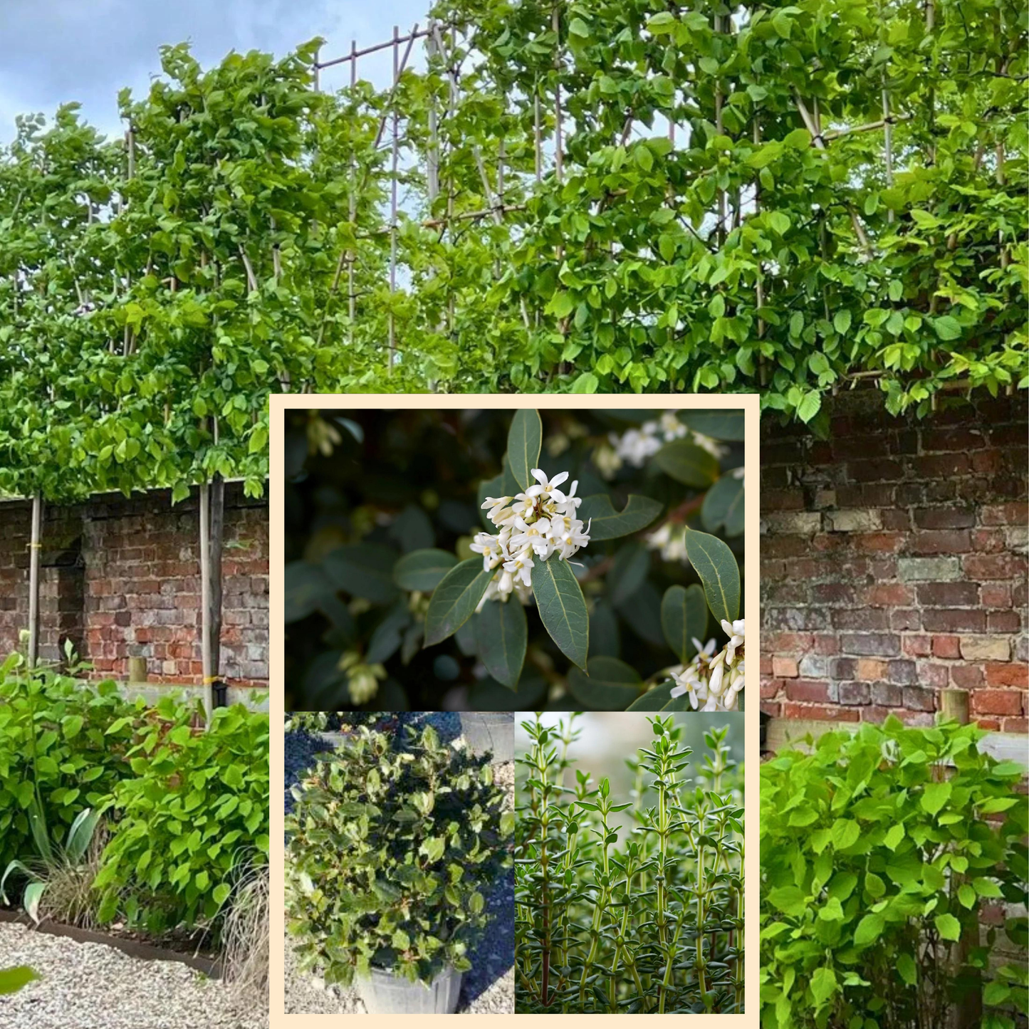 Bundle: Hornbeam Pleached Tree and Pet-Friendly Border