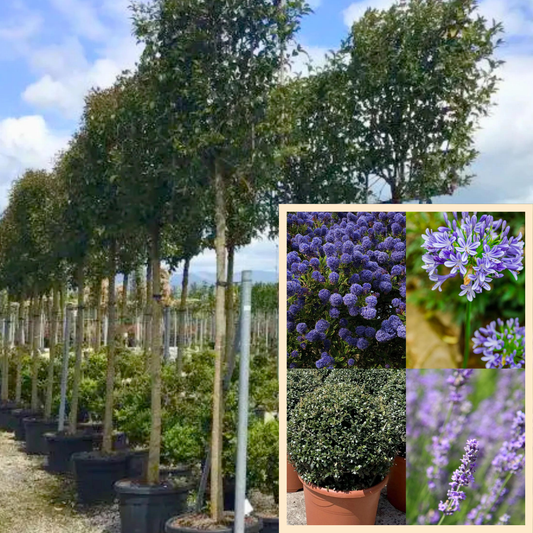 Bundle: Japanese Privet Pleached Tree and Purple and Blue Border