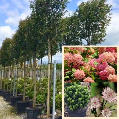 Bundle: Japanese Privet Pleached Tree and Pink Border