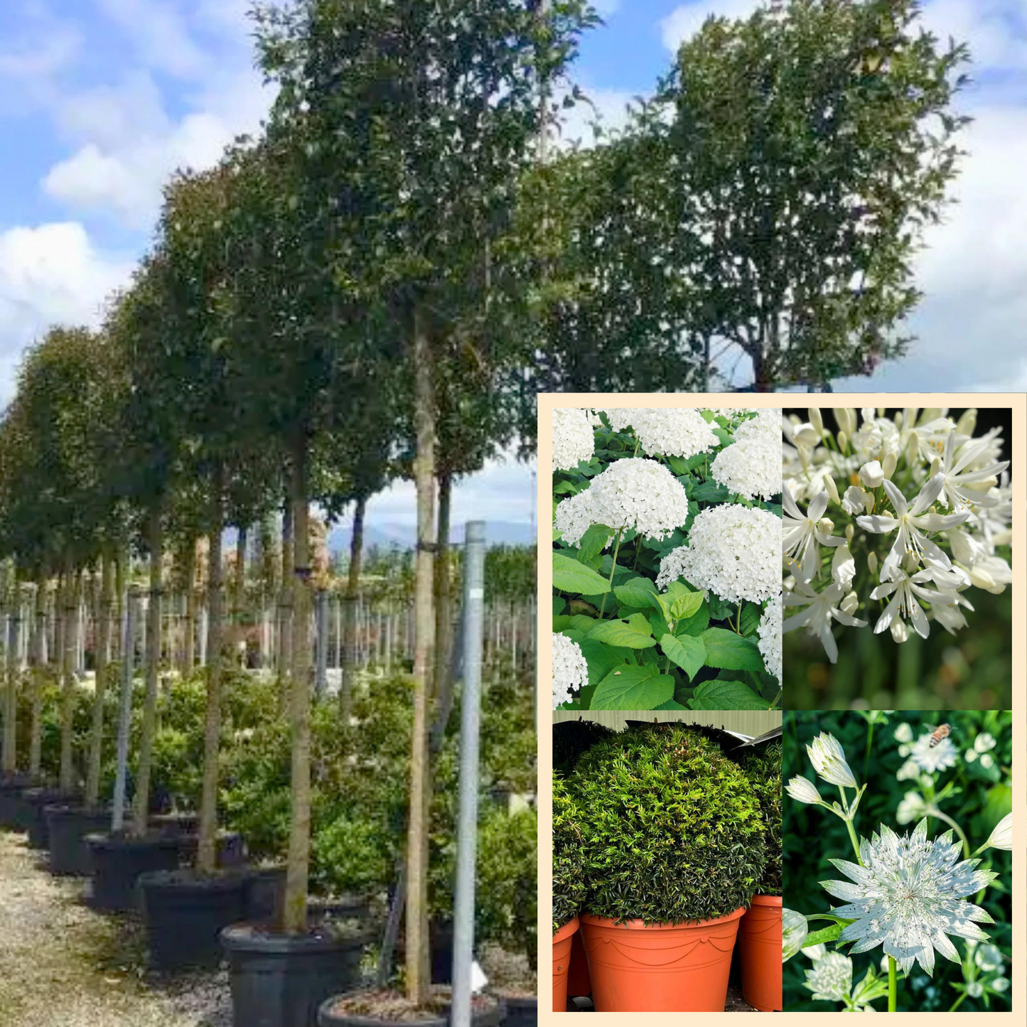 Bundle: Japanese Privet Pleached Tree and White Border