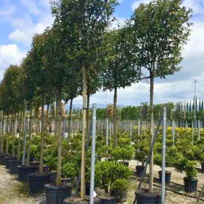 Bundle: Japanese Privet Pleached Tree and Pink Border