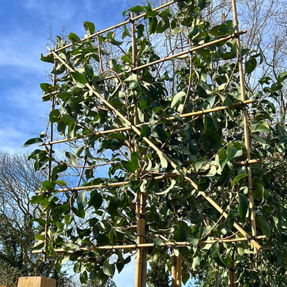 Japanese Privet Pleached Tree (Ligustrum Japonicum)