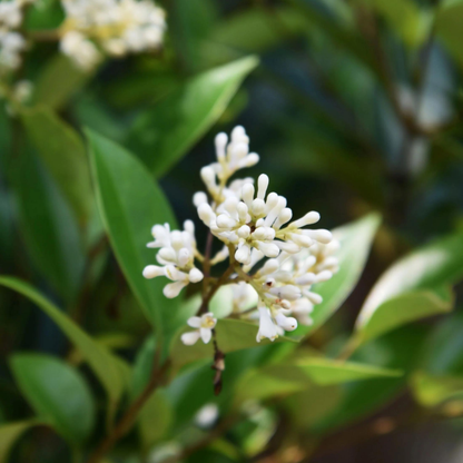 Bundle: Japanese Privet Pleached Tree and Pink Border