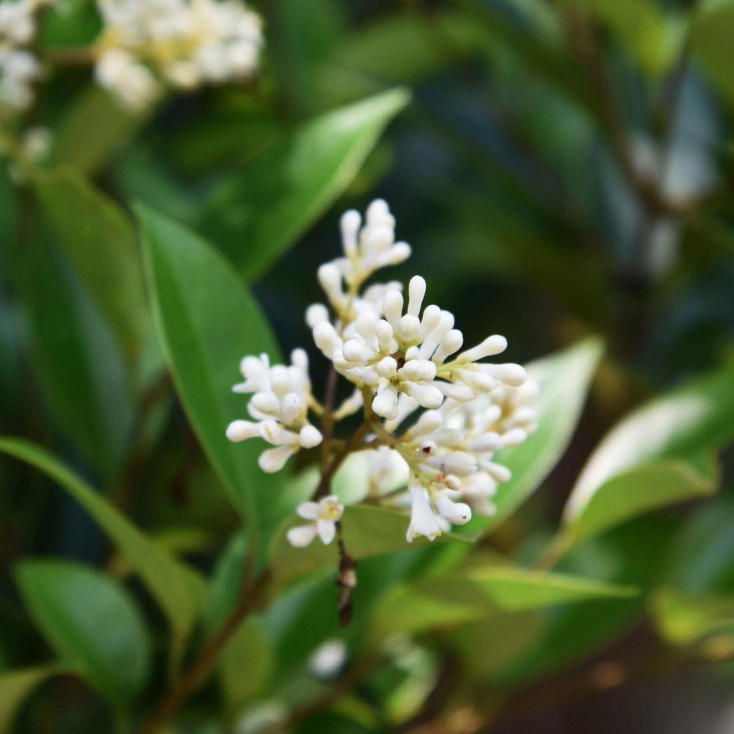 Bundle: Japanese Privet Pleached Tree and Pet-Friendly Border