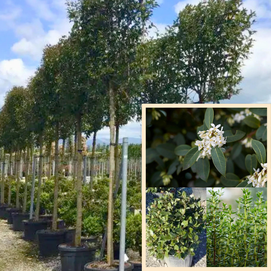 Bundle: Japanese Privet Pleached Tree and Pet-Friendly Border