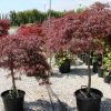 Acer Japanese Maple Tree