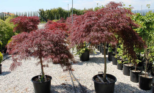 Acer Japanese Maple Tree