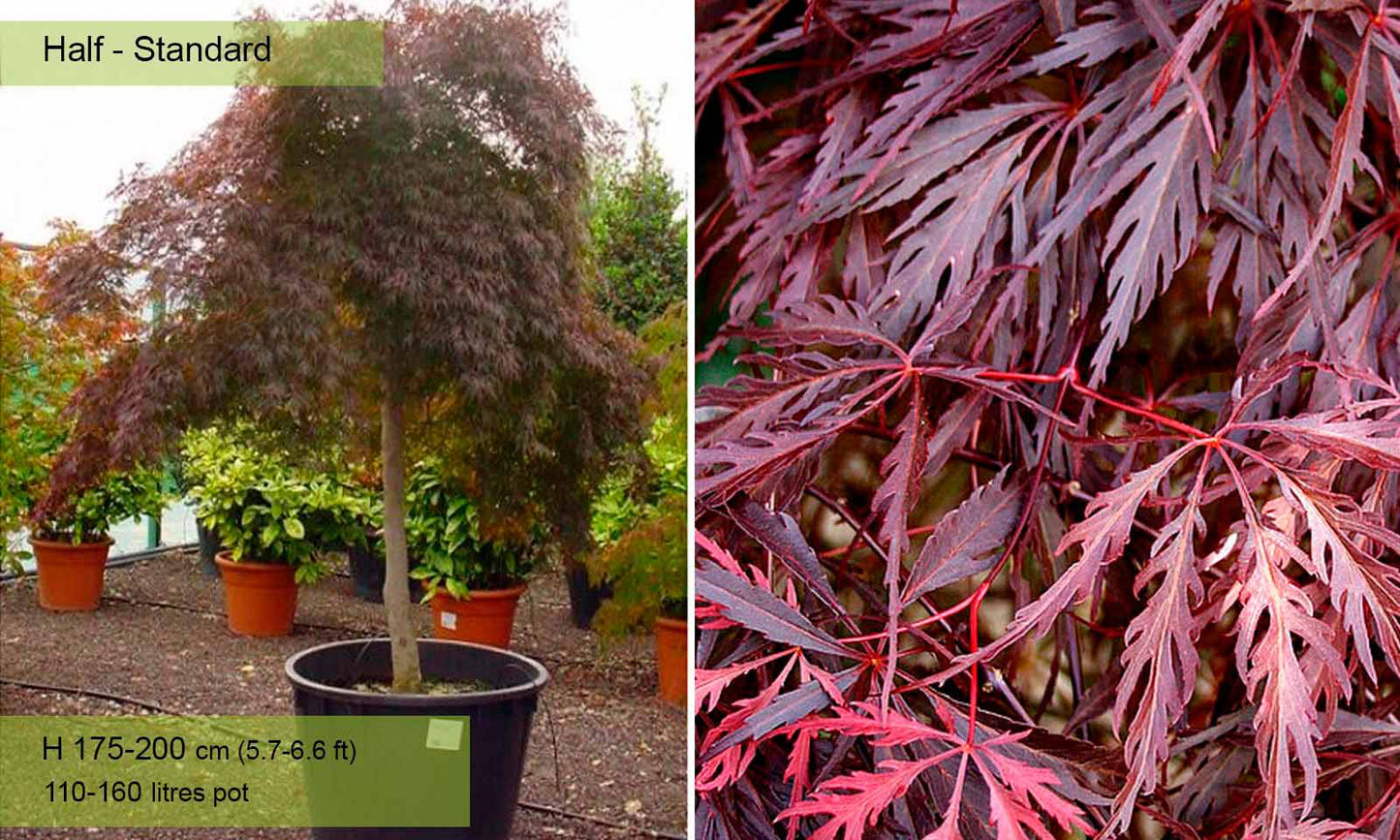 Acer Japanese Maple Tree