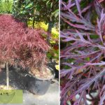 Acer Japanese Maple Tree