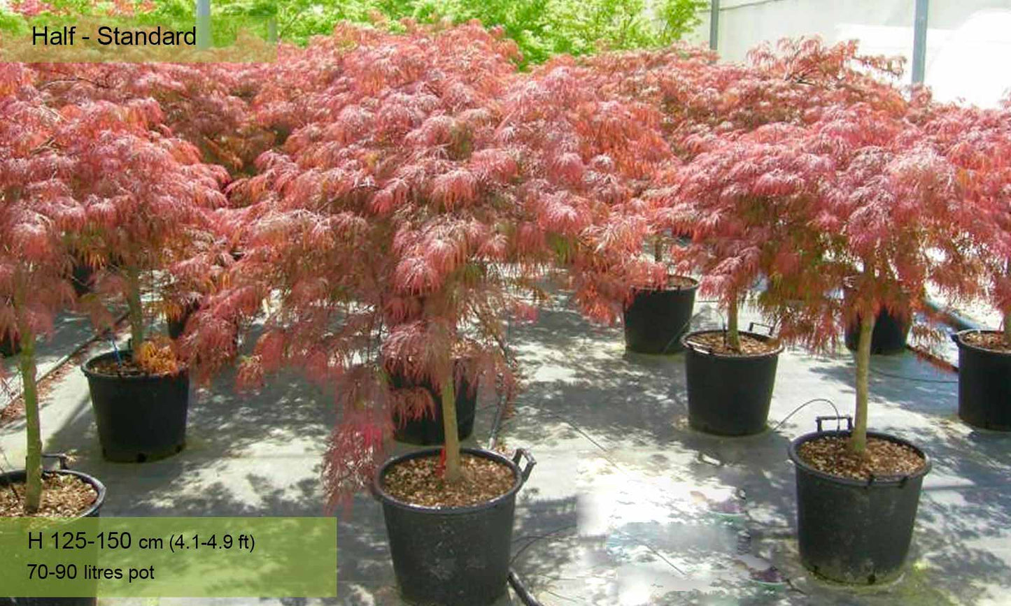 Acer Japanese Maple Tree