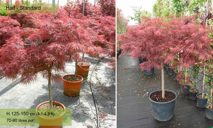 Acer Japanese Maple Tree