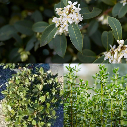 Bundle: Japanese Privet Pleached Tree and Pet-Friendly Border