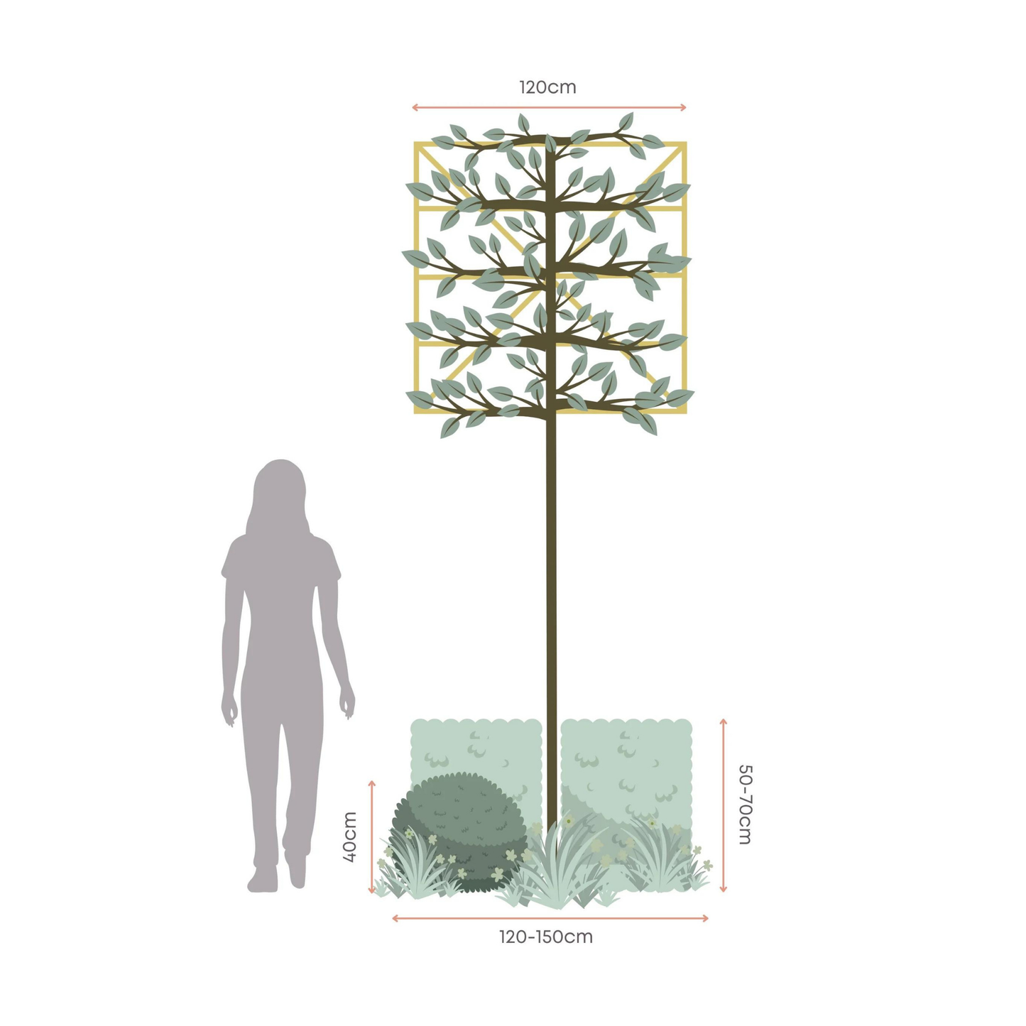 Bundle: Hornbeam Pleached Tree and Pet-Friendly Border