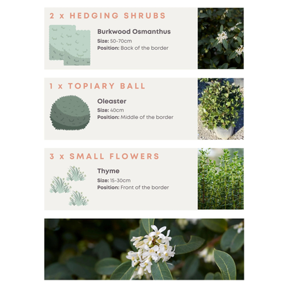 Bundle: Japanese Privet Pleached Tree and Pet-Friendly Border