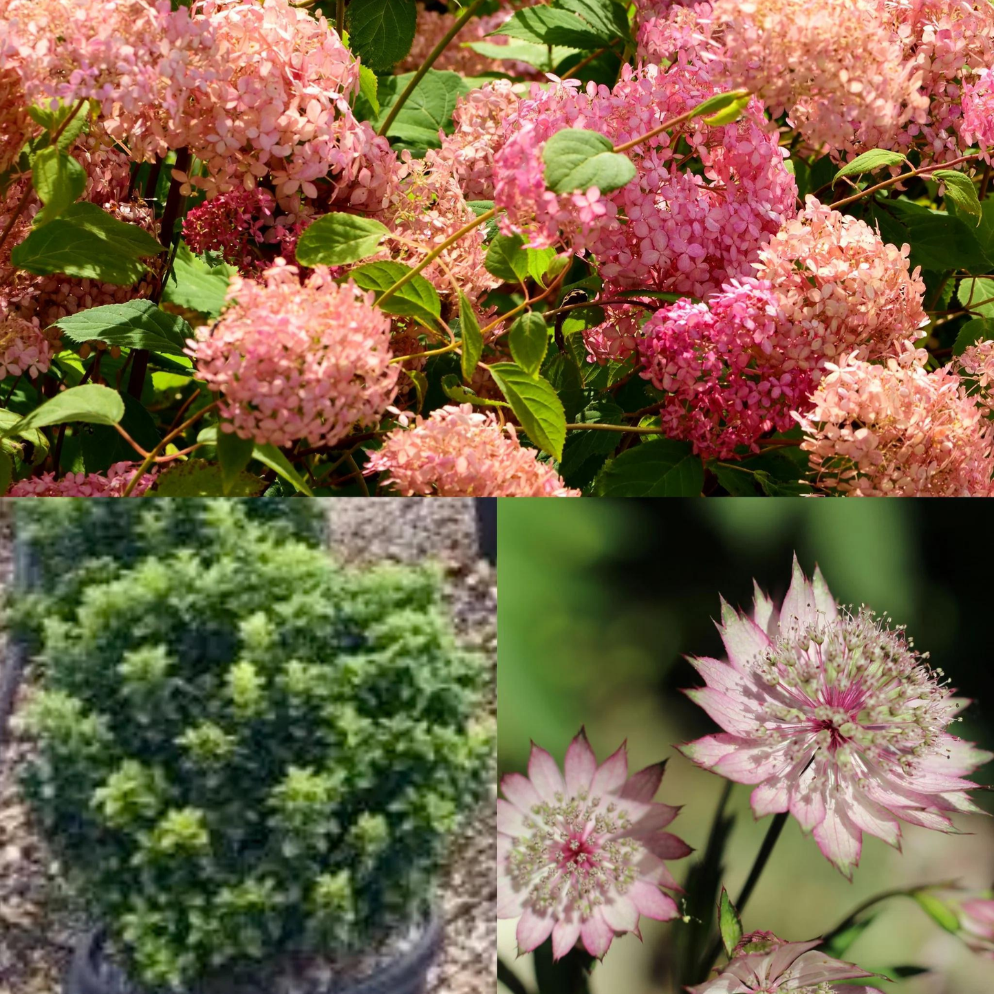 Bundle: Japanese Privet Pleached Tree and Pink Border