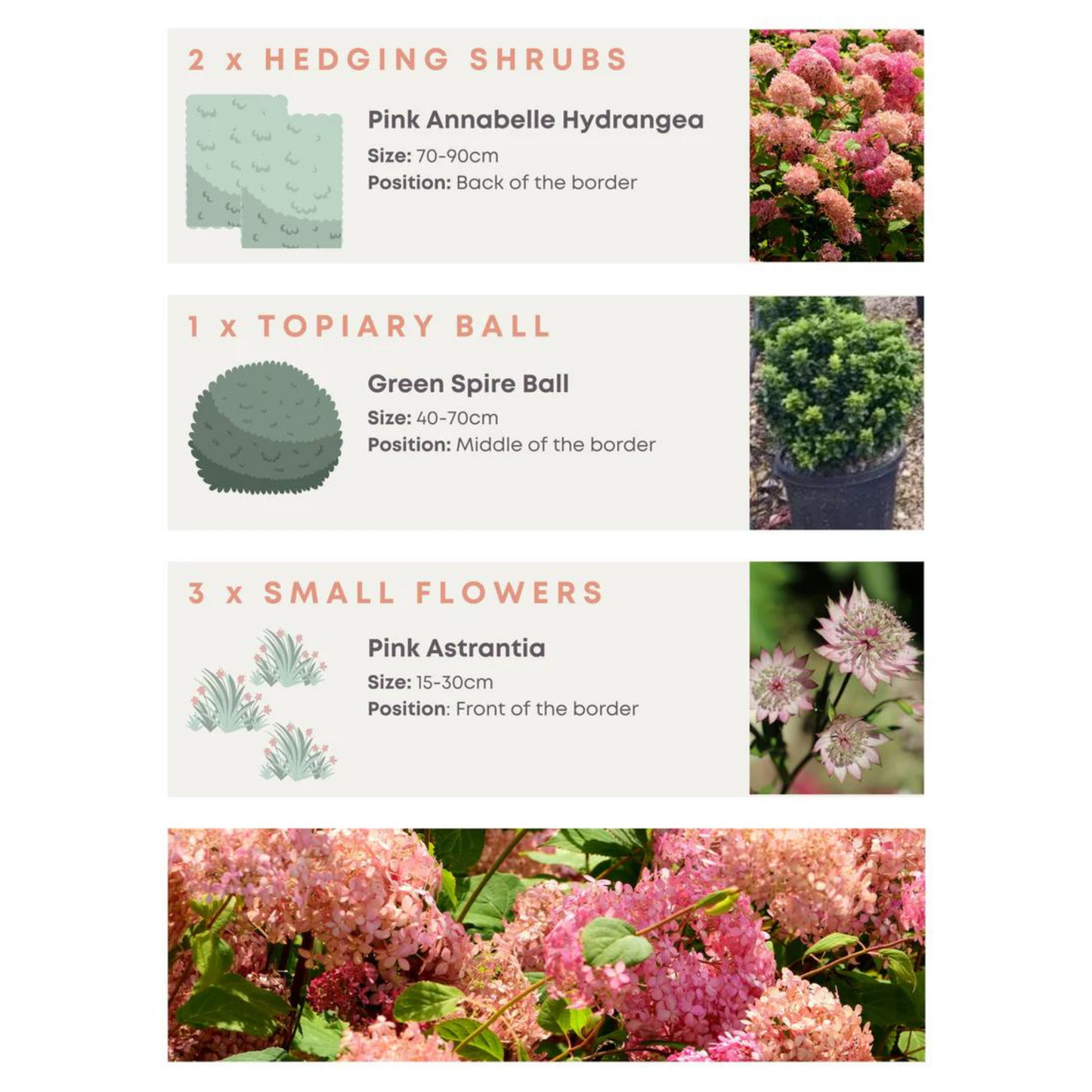 Bundle: Japanese Privet Pleached Tree and Pink Border