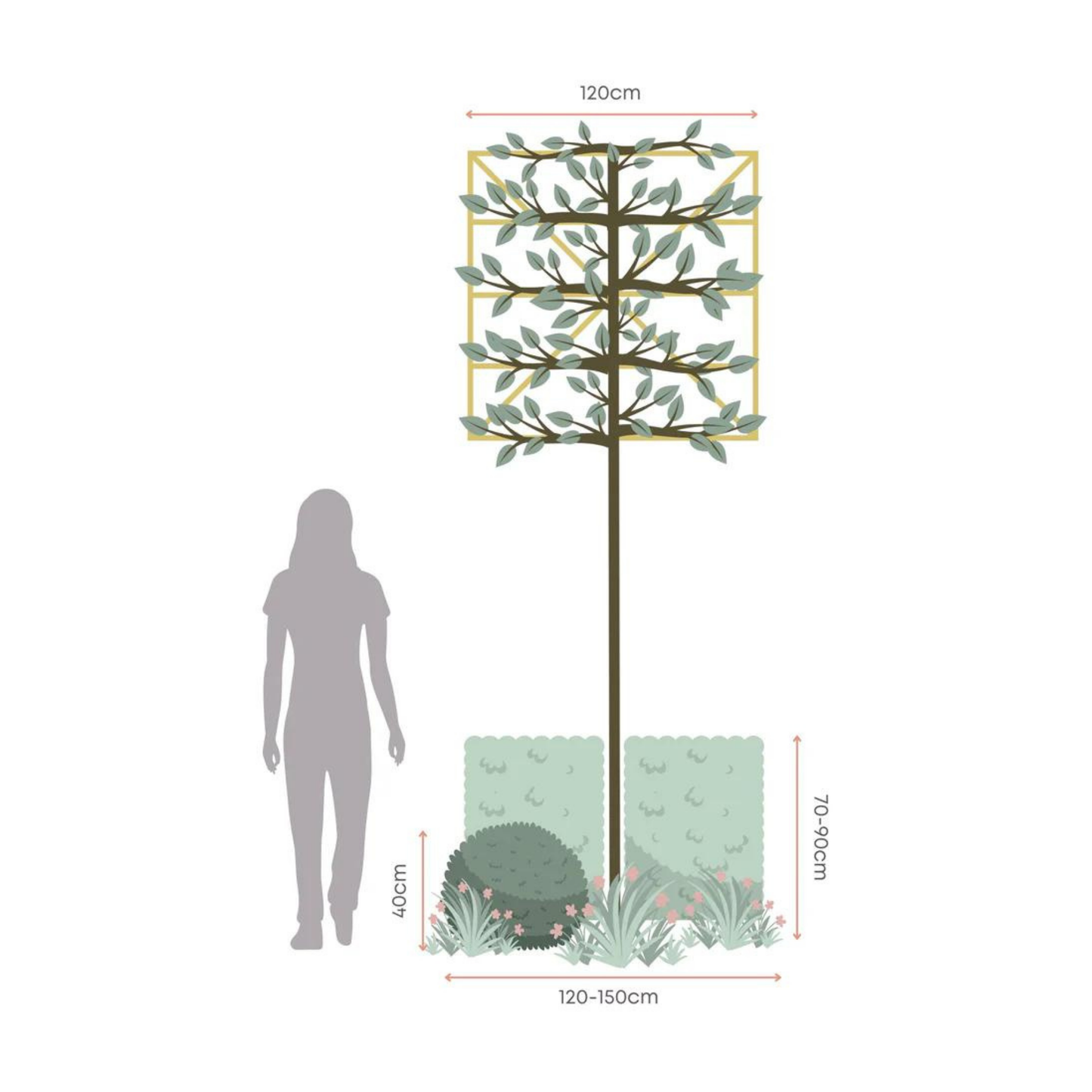 Bundle: Japanese Privet Pleached Tree and Pink Border