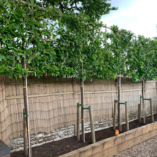 Portuguese Laurel Pleached Tree (Prunus lusitanica 'Angustifolia')