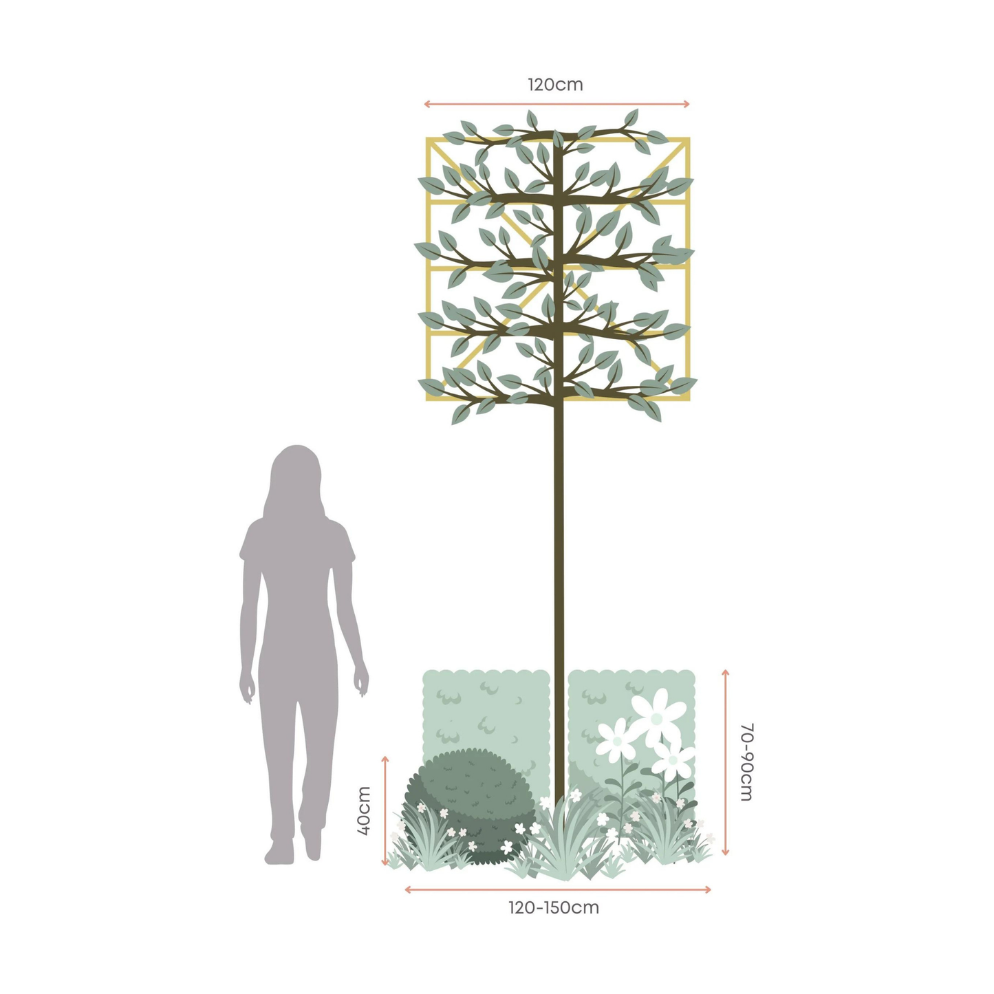 Bundle: Hornbeam Pleached Trees and White Border