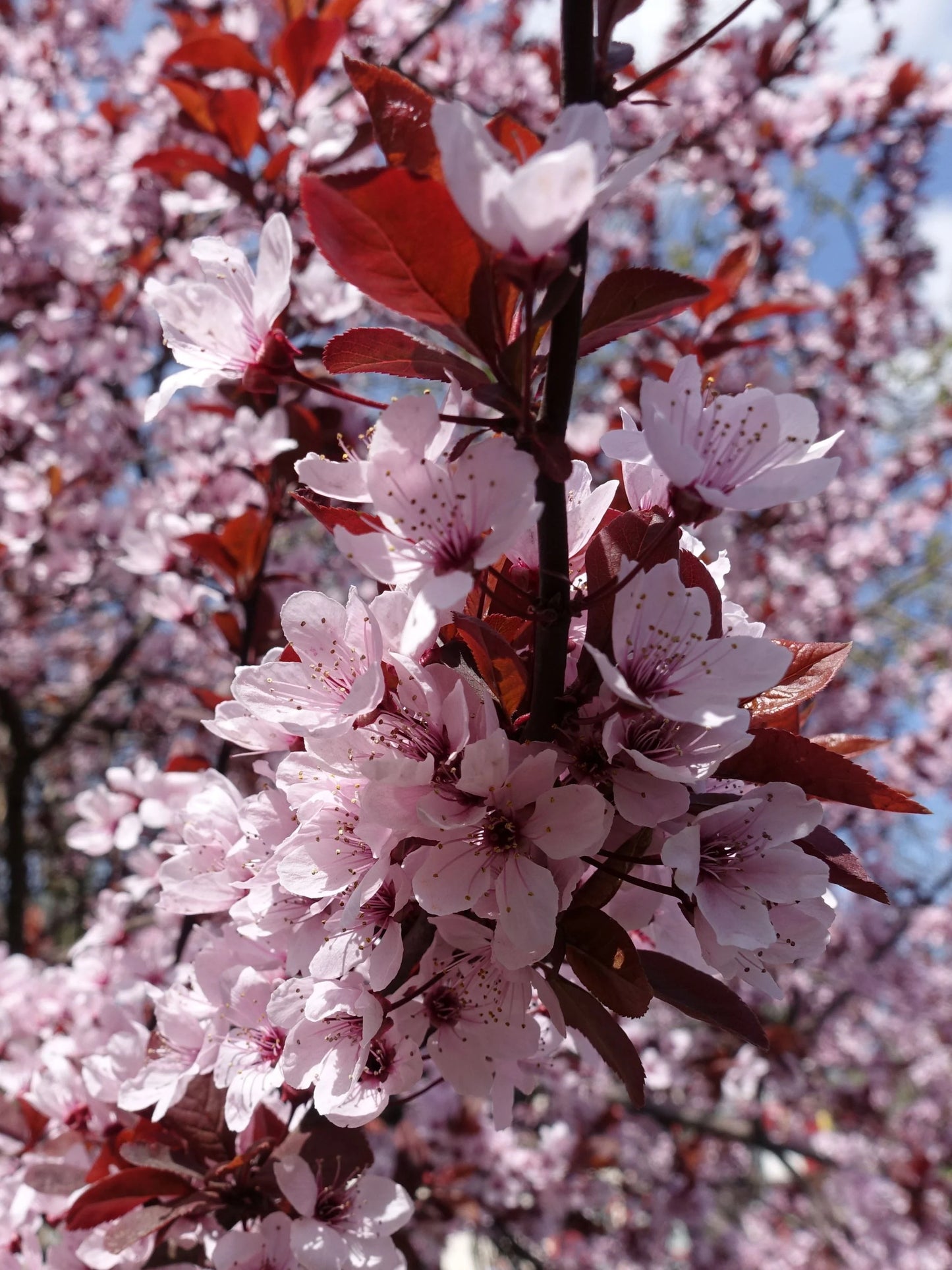 Cherry Plum Pleached Tree (Prunus cerasifera 'Pissardii')