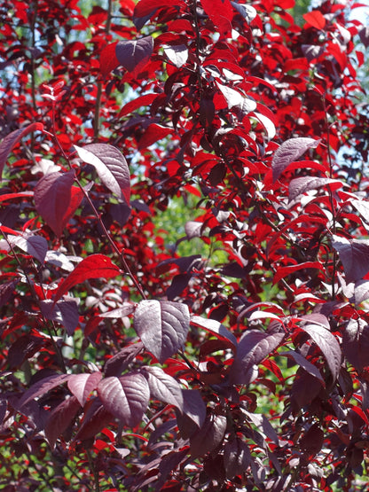 Cherry Plum Pleached Tree (Prunus cerasifera 'Pissardii')