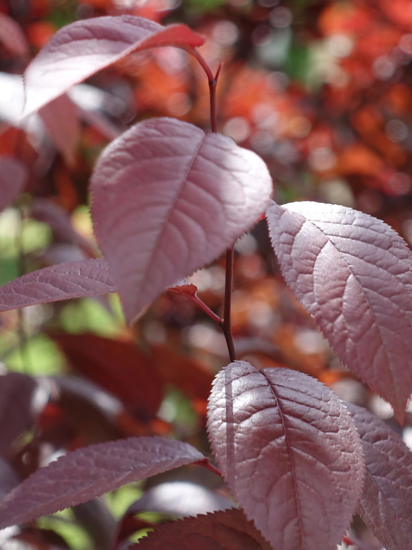 Cherry Plum Pleached Tree (Prunus cerasifera 'Pissardii')